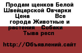 Продам щенков Белой Швейцарской Овчарки  › Цена ­ 20 000 - Все города Животные и растения » Собаки   . Тыва респ.